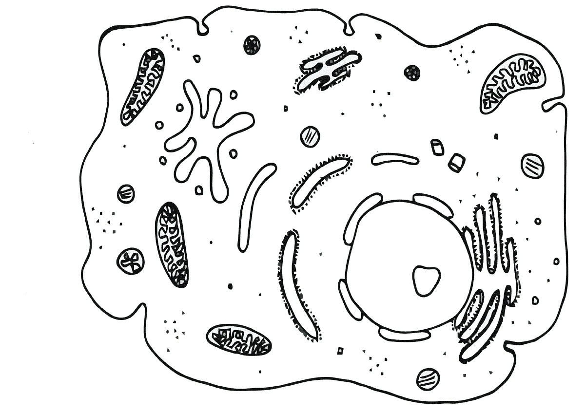 Раскраска Микроорганизмы распечатать или скачать