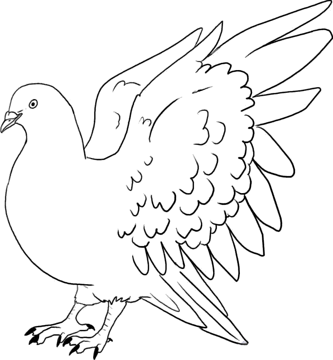 Рисунок голубя для раскраски (45 фото)